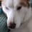 Husky79