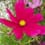 Traceylou41