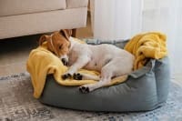 Heavy Duty Dog Beds