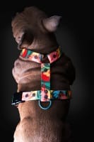Dog Leads