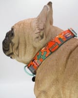 Dog Collars