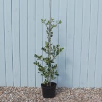 Compost, soil improvers and fertilisers