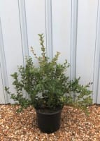 Shrubs and hedging plants