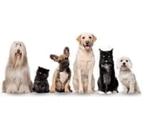Pet Insurance