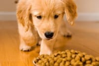 Pet Supplements