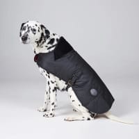 Pet Accessories