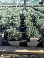 Perennial plants