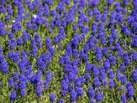 Dairy Diary Annuals