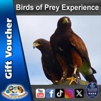Bird of Prey Experiences