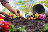 Plants and Gardening Supplies