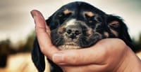 Animal Care and Pet Psychology