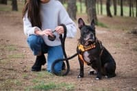 Pet Harnesses and Leads
