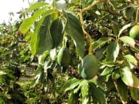 Avocado Trees