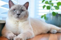 Cat Essentials
