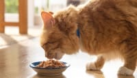 Canned Cat Cuisine