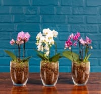 Orchid Plants