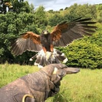 Falconry Courses