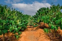 Coffee Trees