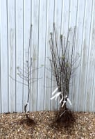 Trees and fruit plants