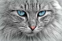 Cat Health & Wellness