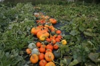 Farm Produce