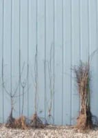 Seeds and growing kits