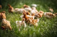 Chicken and Poultry
