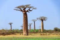 Baobab Trees