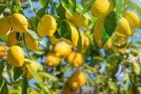 Fruit Trees