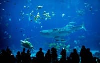 Aquariums