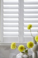 Shaped Shutters