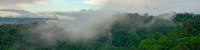 Carbon Offset Trees