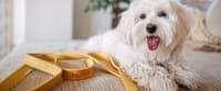 Pet Accessories
