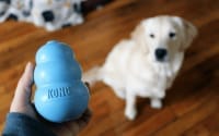 Dog Toys