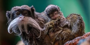 Five Sisters Zoo Family Pass