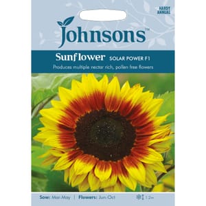 Johnsons Pack of Solar Power F1 Sunflower Seeds