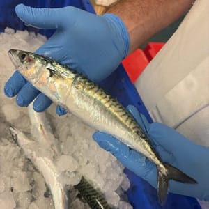 Mackerel (Cornish) 1kg