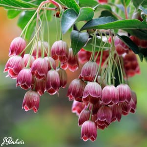 Enkianthus Campanulatus Red Bells - 30cm Plant