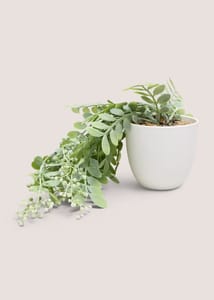 Trailing Plant in White Pot