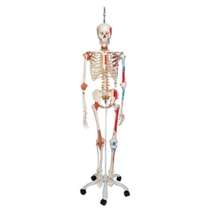 3B Scientific Human Anatomy Skeleton Model Sam A13/1