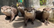 Exotic Wildlife Park Family Pass