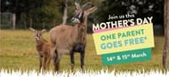 Knowsley Safari Park 1 Free Adult with Paying Child Mother's Day Weekend