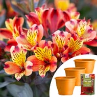 YouGarden Indian Summer Jumbo Plugs Planters & 100g Fertiliser