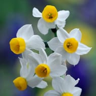 Pack of 60 Alpine Miniature Daffodils Narcissus 'Canaliculatus'