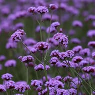 Verbena Bonariensis 'Vanity' Seeds
