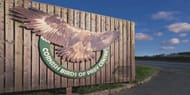 Cornish Birds of Prey Family Pass
