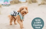 Win a Suitical Dry Cooling Vest (For Your Pooch Not You)