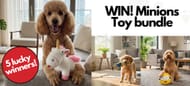 Win a Minions Toy Bundle for Your Dog