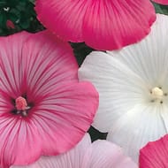 Johnsons Lavatera Pastel Mixed Flower Seeds