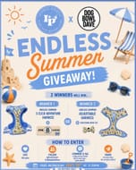 Win an Endless Summer 3 Click Adventure Harness plus £50 Dog Bowl Dave Voucher